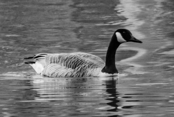 Canada Goose At Sunset, Lake Williams, York County, Pennsylvania, USA