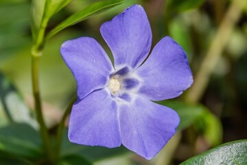 Periwinkle Bloom in the Afternoon Sun, York County, Pennsylvania, USA