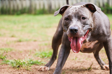 Pit bull dog playing and having fun in the park. Selective focus.
