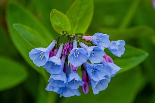 Blue wildflowers deals