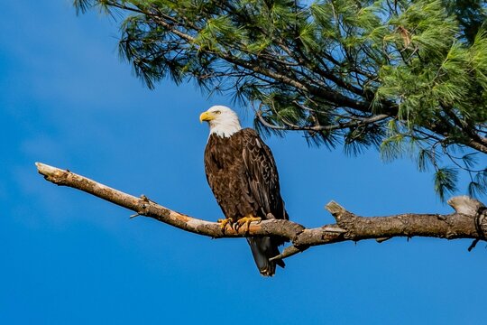 Eagle Perching Near Nest, York County, Pennsylvania, USA