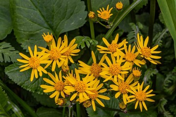 Golden Ragwort, Richard M Nixon County Park, Pennsylvania, USA