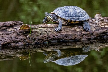 Eastern Painted Turtle Basking on a Log on a Cloudy Spring Day