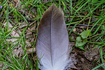 A Feather Found Along The Hiking Trail, Lake Williams, York County, Pennsylvania, USA