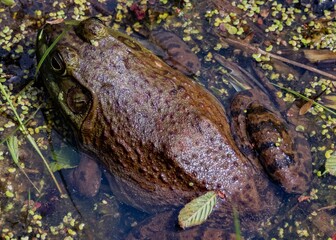 American Bullfrog, William Kain County park, York County, Pennsylvania, USA