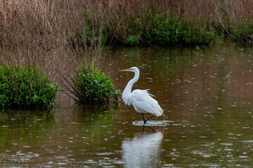 Common Egret in the Rain, William Kain County Park, York County, Pennsylvania, USA