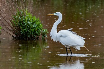Great Egret On A Rainy Day, William Kain County Park, York County, Pennsylvania, USA