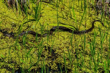 Fototapeta premium Nerodia Sipedon (Common Water Snake), William Kain County Park, York County, Pennsylvania, USA