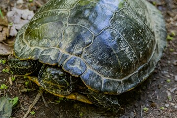 Northern Map Turtle, Lake Williams, York County, Pennsylvania, USA