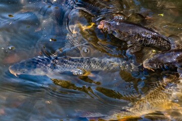 School of Carp,  Lake Williams, York County, Pennsylvania, USA