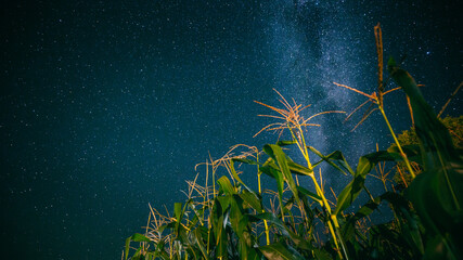 Bottom View Of Night Starry Sky With Milky Way From Green Maize Corn Field Plantation In Summer Agricultural Season. Night Stars Above Cornfield