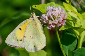 Colias Hyale Butterfly on Clover Bloom, Richard M Nixon County Park, York County, Pennsylvania, USA
