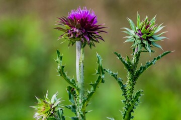 Mature and Immature Thistle Bloom, Richard M Nixon County Park, York County, Pennsylvania, USA