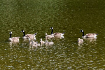 Canada Goose Family, Lake Williams, York County, Pennsylvania, USA