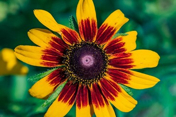 Fire Wheel Flower, Richard M Nixon County Park, York County, Pennsylvania, USA