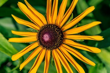 Dwarf Sunflower, Richard M Nixon County Park, York County, Pennsylvania, USA
