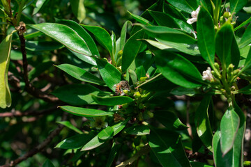 Abeja sobre el siempre verde