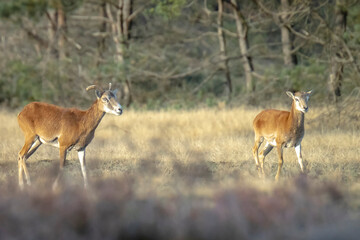 Mouflon (Ovis gmelini) in a forest