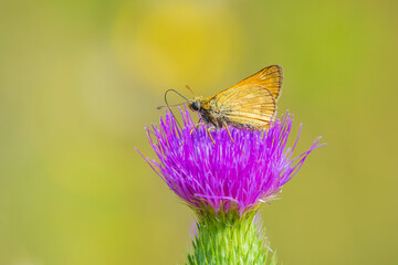 large skipper Ochlodes sylvanus butterfly pollinating