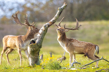 Naklejka na ściany i meble Two Fallow deer stags, dama dama, fighting in rutting season