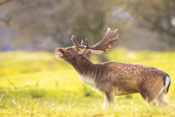 Fallow deer stag rut during Autumn season.