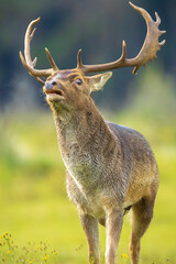 Closeup portrait of a Fallow deer stag, dama dama, rutting in Autumn