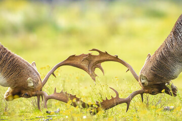 Two Fallow deer stags, dama dama, fighting in rutting season