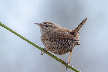 Eurasian Wren bird, Troglodytes troglodytes, display, singing and mating during Springtime