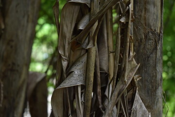 dry leaves of a banana tree