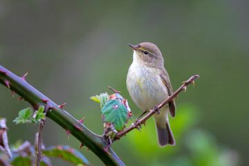 Willow warbler bird, Phylloscopus trochilus, perched.