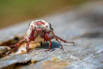 Forest cockchafer, melolontha hippocastani, foraginging on a wooden tree log