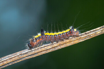 Closeup of a caterpillar of a grey dagger, Acronicta psi, moth crawling and eating