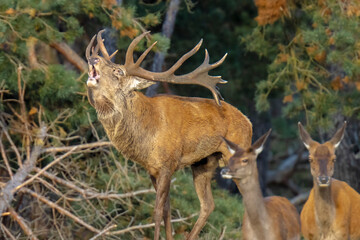 Male red deer stag, cervus elaphus, rutting
