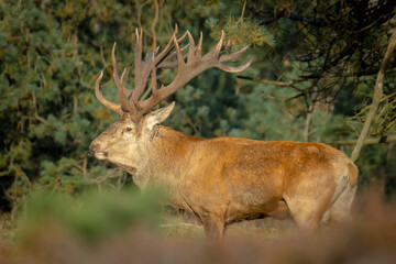 Male red deer stag, cervus elaphus, rutting