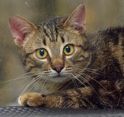 brown marbled young cat on the windowsill