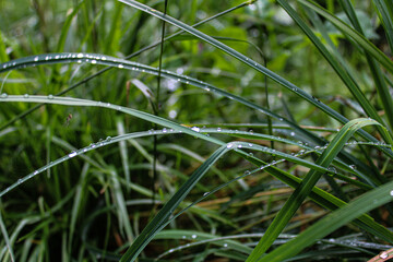 grass with dew drops