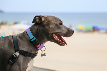 Pit Bull dog on the beach. Sunny day. Selective focus.