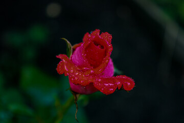 red and white flower