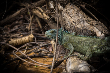 Iguana
