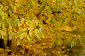 Fall, autumn, leaves background. A tree branch with autumn leaves on a blurred background. Landscape in autumn season