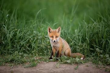 red fox on the background of green grass