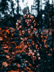 Flowers in the forest