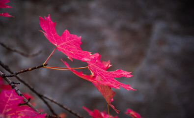 Colorful Autumn Maple Leaves