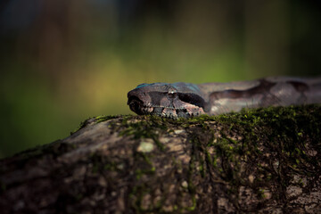 Cobra