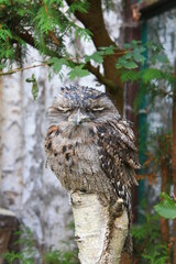 Sleepy owl