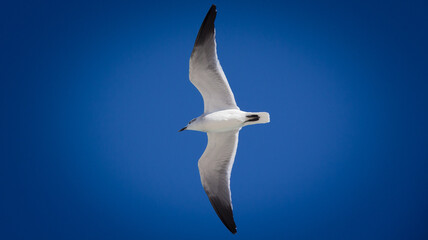 Gaivota