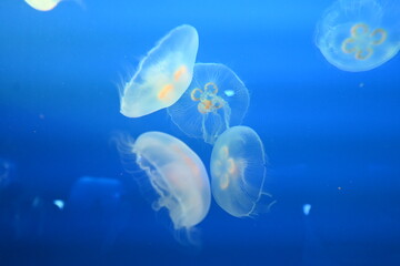 Naklejka premium jellyfish in blue water