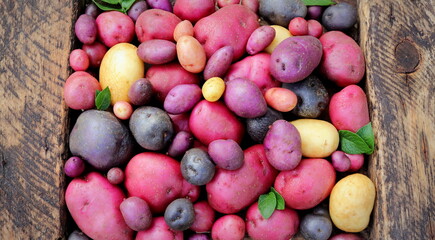 organic potatoes multicolored close-up selective focus, potato harvest.