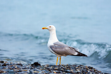 A large seagull stands close-up on a pebble beach against the background of the blue sea. Seascape.