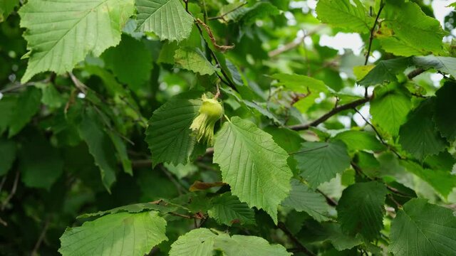 Close-up of green hazelnut fruit and leaves on the organic tree